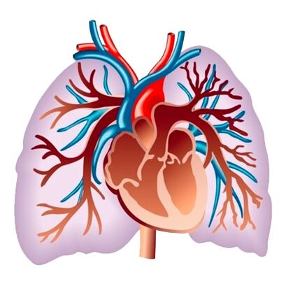 Επίδραση του Pulsactive στο καρδιαγγειακό σύστημα